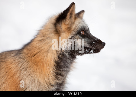 Cross Fox ritratto Foto Stock