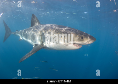 Il grande squalo bianco Carcharodon carcharias Guadalupe Island Baja California Messico Foto Stock