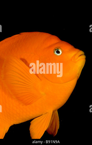 Garibaldi castagnole Hypsypops rubicundus San Benito Isola Baja California Messico Foto Stock