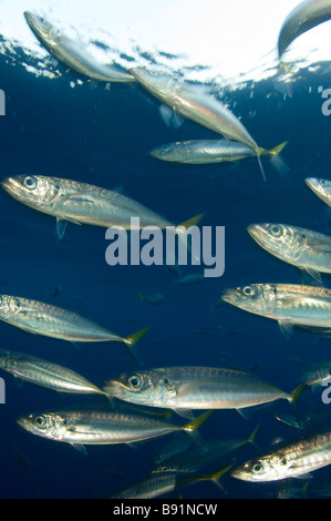 Jack pacifico Mackeral Trachurus symmetricus Guadalupe Island Baja California Messico Foto Stock