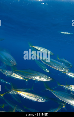 Jack pacifico Mackeral Trachurus symmetricus Guadalupe Island Baja California Messico Foto Stock