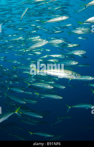 Jack pacifico Mackeral Trachurus symmetricus Guadalupe Island Baja California Messico Foto Stock