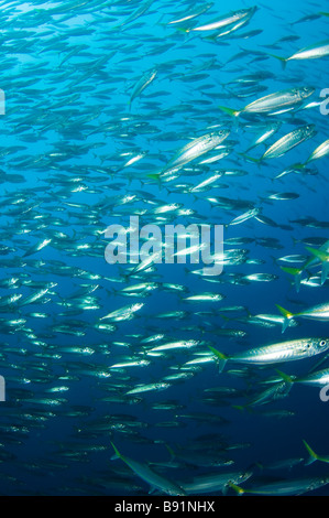 Jack pacifico Mackeral Trachurus symmetricus Guadalupe Island Baja California Messico Foto Stock