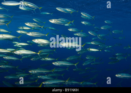 Jack pacifico Mackeral Trachurus symmetricus Guadalupe Island Baja California Messico Foto Stock