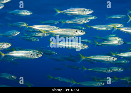 Jack pacifico Mackeral Trachurus symmetricus Guadalupe Island Baja California Messico Foto Stock