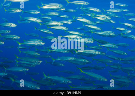 Jack pacifico Mackeral Trachurus symmetricus Guadalupe Island Baja California Messico Foto Stock