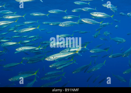 Jack pacifico Mackeral Trachurus symmetricus Guadalupe Island Baja California Messico Foto Stock