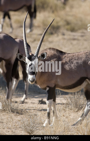 Un Gemsbok sorge nel Kalahari regeon del Sud Africa settentrionale della provincia del Capo Foto Stock