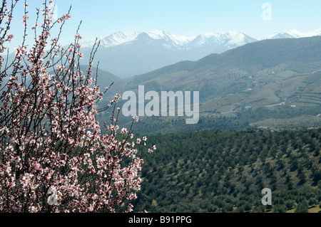 Almond blossom contro un ulivo paesaggio agricolo vicino a Alhama de Granada Sierra Tejeda Andalucia Spagna Meridionale Foto Stock