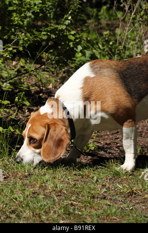 Lo sniffing di beagle in erba Foto Stock