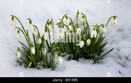 Snowdrops (Galanthus nivalis) fioritura nella neve. Foto Stock