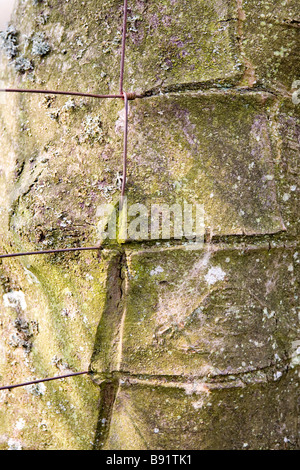 Tronco di albero consumando il filo di scherma, Cumbria Lake District UK Foto Stock