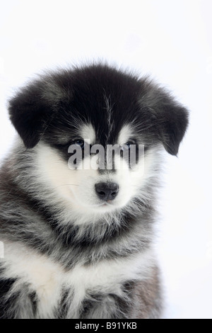 Alaskan Malamute cucciolo di 8 settimane Foto Stock