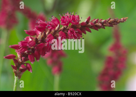 Persicaria amplexicaulis 'Firetail' AGM (rosso) bistort Foto Stock