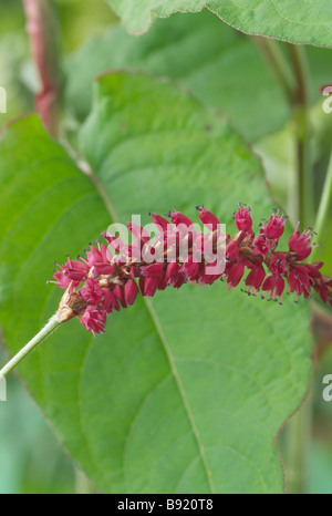 Persicaria amplexicaulis 'Firetail' AGM (rosso) bistort fiori e foglie. Foto Stock