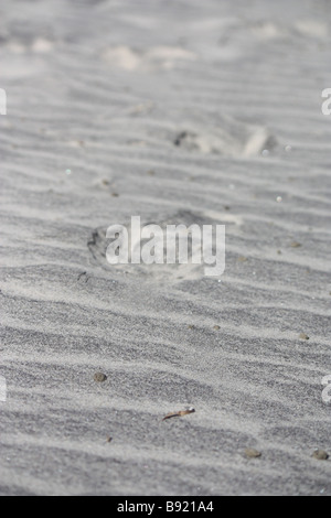 Le mie orme nella sabbia, Inskip punto, Rainbow Beach, Queensland Foto Stock