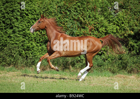 Oldenburg - cavallo al galoppo sul prato Foto Stock