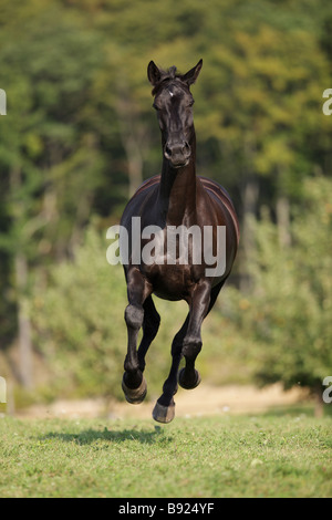 Oldenburg - cavallo al galoppo sul prato Foto Stock