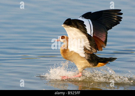 Oca egiziana (Alopochen aegyptiaca) lo sbarco in acqua, Austin Robert's Bird Sanctuary, Pretoria, Sud Afria Foto Stock