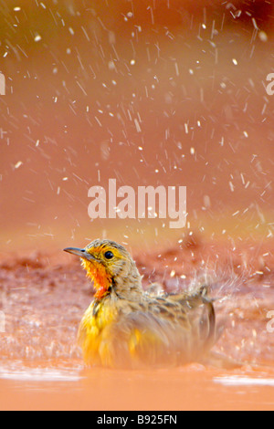 Cape (Arancione Throated) lungo artiglio (Macronyx capensis) prendere un bagno in una pozza d'acqua, Rietvlei, Pretoria, Sud Afica Foto Stock