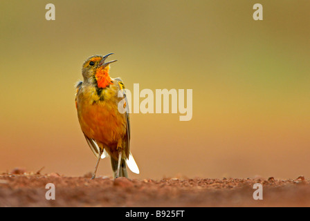 Cape Orange Throated lungo artiglio Macronyx capensis chiamando Rietvlei Pretoria Gauteng Provincia Sud Africa Foto Stock