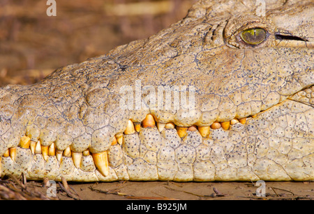 Chiudere fino a coccodrillo del Nilo (Crocodylus niloticus) che mostra il suo muso e affilati denti. St Lucia, KwaZulu-Natal, Sud Africa Foto Stock