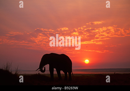 Silhouette di un elefante africano Loxodonta africana di sunrise Masai Mara Kenya Africa Foto Stock