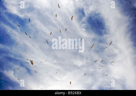 Grande gruppo di Cape avvoltoi Gyps coprotheres Flying Overhead Foto Stock