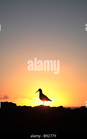 Nero Africa Oystercatcher Haematopus moquini Sedgefield Western Cape Province Sud Africa Foto Stock