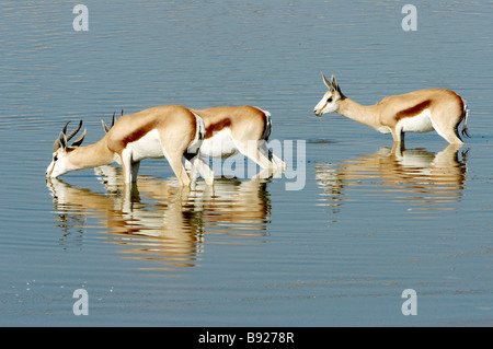 Springbok Antidorcas marsupialis bevendo in waterhole Etosha National Park Namibia Foto Stock