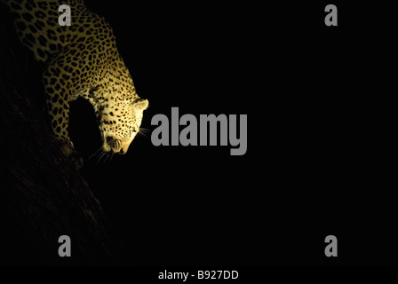 Leopard Panthera pardus jumping da albero di notte Mala Mala Private Reserve Mpumalanga Provincia Sud Africa Foto Stock