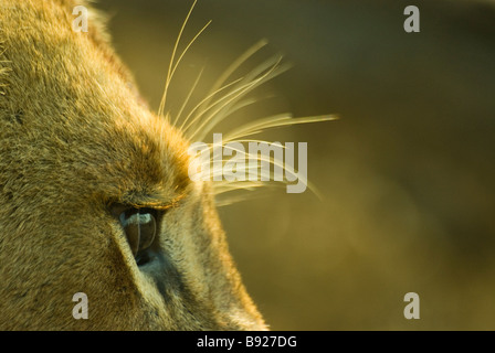 Close up di una femmina di lion Panthera leo brow Mala Mala Private Reserve Mpumalanga Provincia Sud Africa Foto Stock