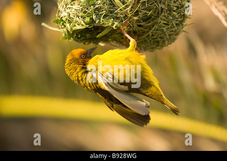 Speke s Weaver Ploceus spekei rendendo nest meridionale del Capo Sud Africa Foto Stock