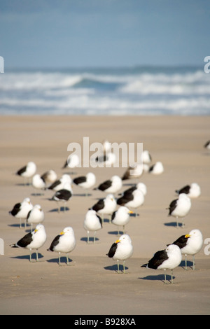 Nero appoggiato i gabbiani Larus marinus permanente sulla spiaggia Oyster Bay meridionale del Capo Sud Africa Foto Stock