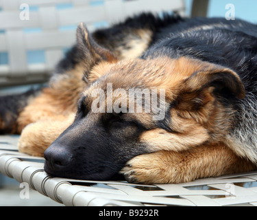 Pastore Tedesco cucciolo dorme Foto Stock