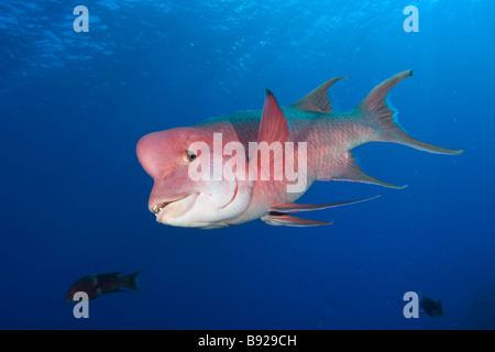 Hogfish messicano, Bodianus diplotaenia, maschio adulto con la protuberanza carnosa sul capo, Rocas Alijos Baja California Messico Foto Stock