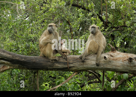 I babbuini Chacma Papio ursinus seduto in un albero Victoria Falls Matabeleland North Zimbabwe Foto Stock