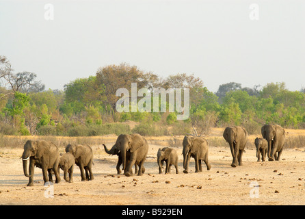 Un grande allevamento allevamento di elefanti africani, Parco Nazionale di Hwange, Matabeleland North, Zimbabwe Foto Stock