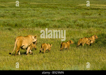Leonessa Panthera leo camminare con lei cubs Amboseli National Park in Kenya Foto Stock