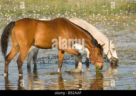I cavalli domestici di Equus caballus alimentando in acqua Maun Botswana Foto Stock