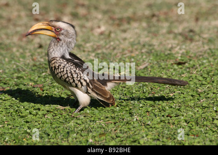 Vista laterale del Sud giallo-fatturati Hornbill Tockus leucomelas permanente sulla erba nel Parco Nazionale di Kruger Foto Stock