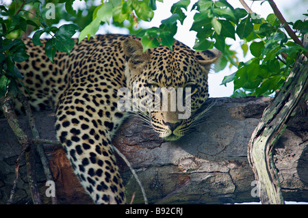Leopard Panthera pardus in un albero Elephant Plains Sabi Sands Conservancy Mpumalanga Provincia Sud Africa Foto Stock