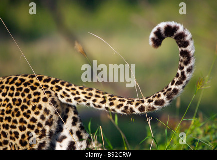 Vista di Leopardi tail Panthera pardus Elephant Plains Sabi Sands Conservancy Mpumalanga Provincia Sud Africa Foto Stock
