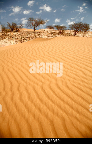 Dune di sabbia sagomato mediante Shamals (perpetua tempeste di sabbia), con alcuni alberi Ghaf( Prosopis cineraria) in distanza. Al Ain, Abu Dhabi Foto Stock