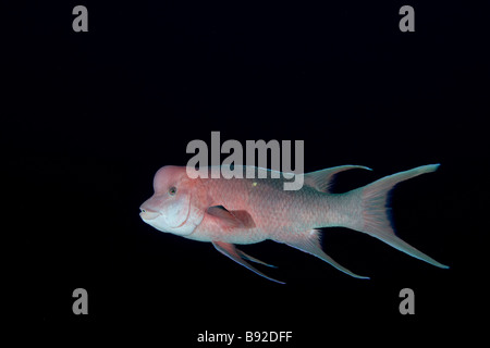 Hogfish messicano, Bodianus diplotaenia, Rocas Alijos Baja California Messico Foto Stock