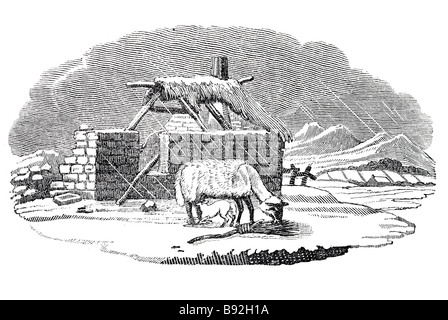 Cottage in rovina la neve invernale affamati magra pecora pecora roditura di agnello al vecchio ginestra giovani debolmente agnello succhiare il suo latte capezzoli fame Thom Foto Stock