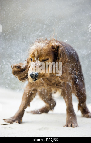 Cocker Spaniel cane - agitando l'acqua Foto Stock