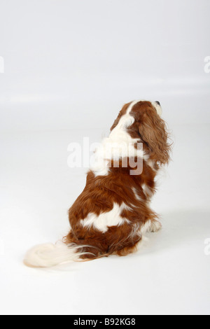 Cavalier King Charles Spaniel blenheim 7 anni troppo grasso Foto Stock