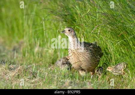 Comune, fagiano Phasianus colchicus, femmina con pulcini, Kent, Inghilterra. Foto Stock