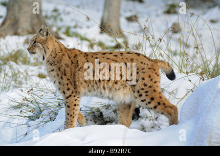 Eurasian (Lynx Lynx lynx) passeggiate nella neve Foto Stock